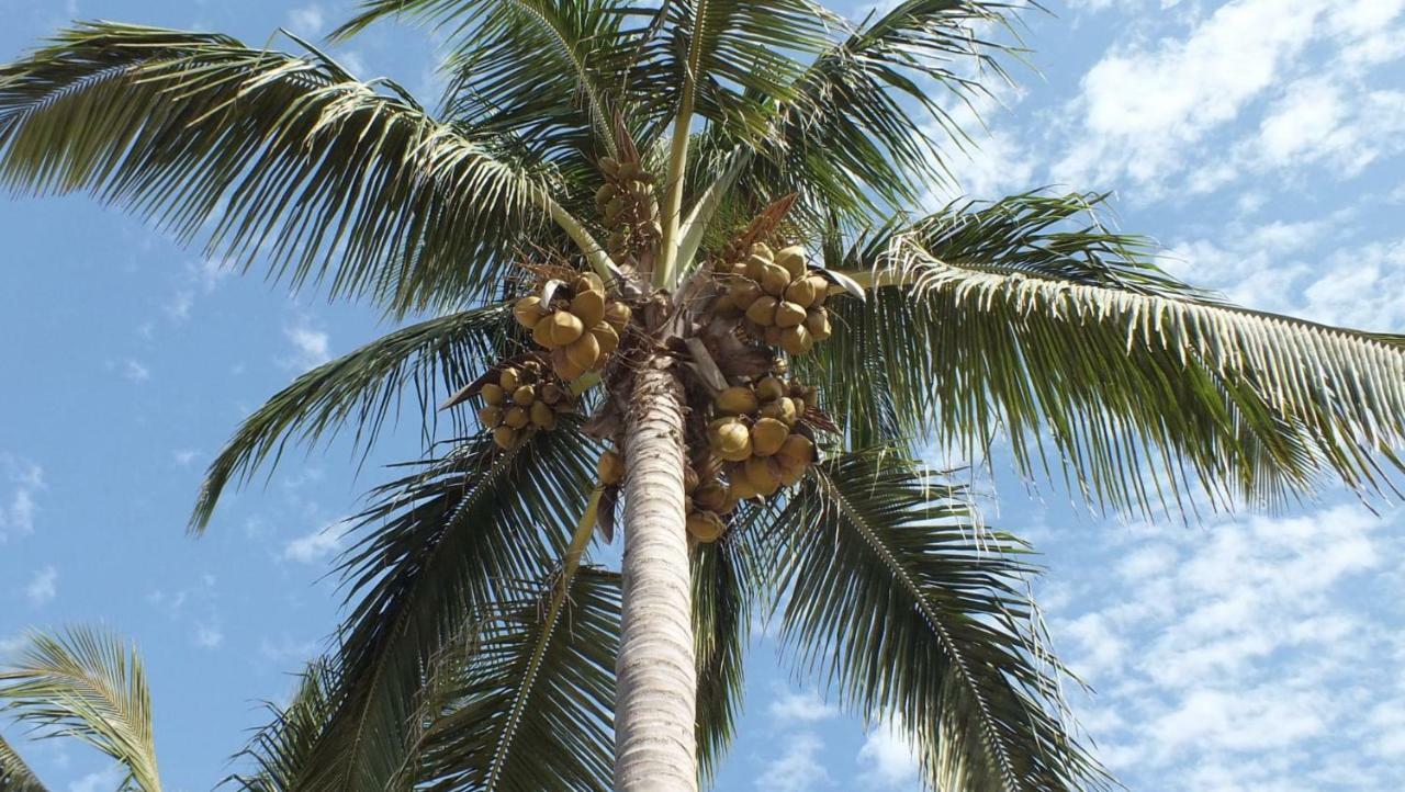 Kunta Kinteh Beach Complex كوتو المظهر الخارجي الصورة